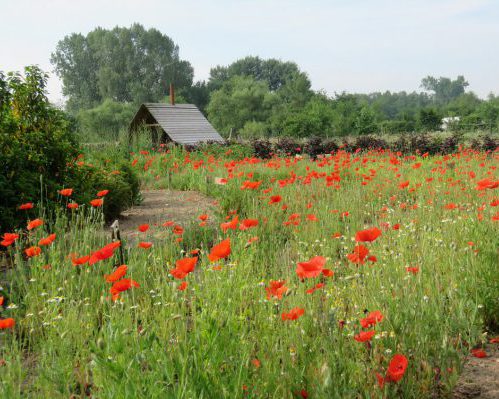 De overdekte vuurplaats met uitzicht vanuit de moestuin op camping de rozenhorst