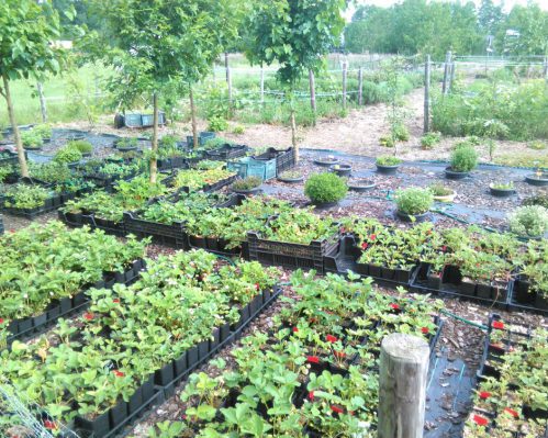 Moestuin op camping de Rozenhorst