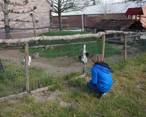 Kippenren op camping de Rozenhorst