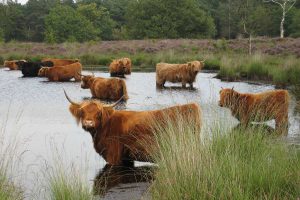 Wandelen tussen de schotse hooglanders in de Maasduinen