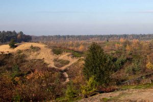 Prachtige heide Schadijkse bossen