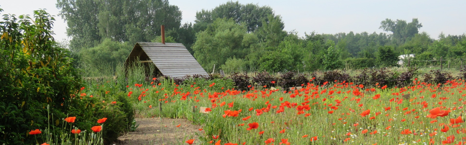 uitzicht op vuurplaats camping de rozenhorst