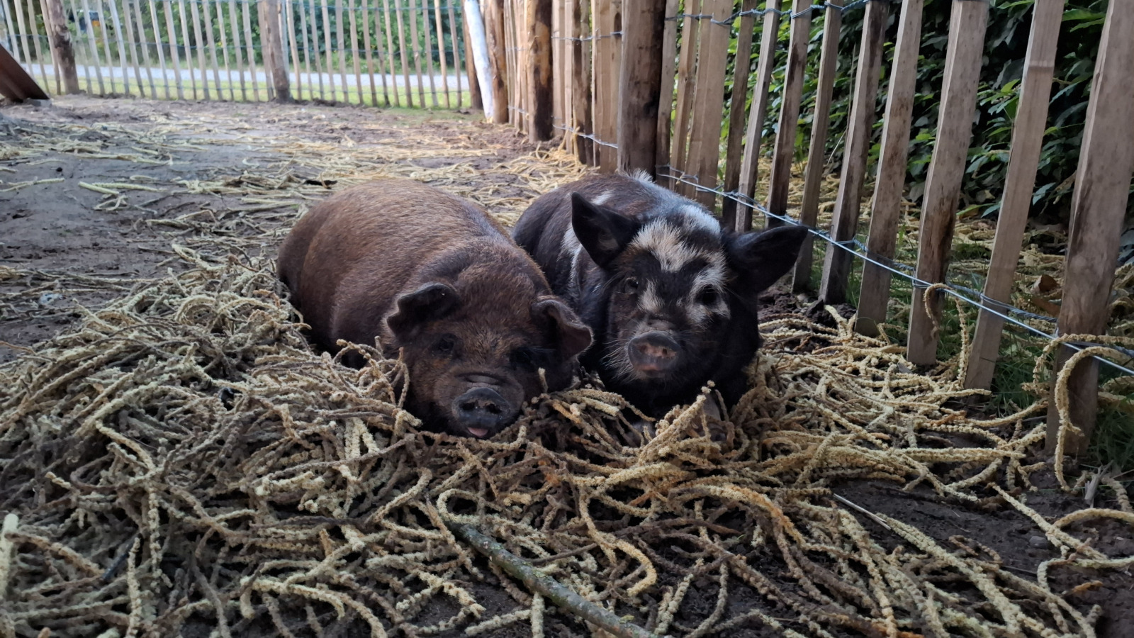 de-rozenhorst-vakantiepark-limburg-lottum-69243fe847bc3